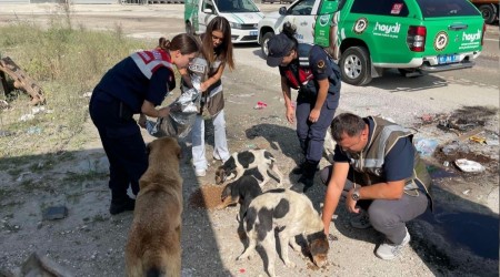  HAYD ekipleri sokak hayvanlarn besledi